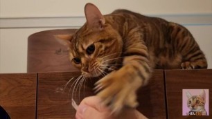 Impatient Sexy Furry Pussy Beg for More... Perfectly Wholesome Video.